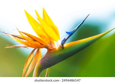 A close-up of a Bird of Paradise flower with vivid orange and blue petals, set against a blurred green background, highlighting its intricate details, with a little bee sitting on it. - Powered by Shutterstock