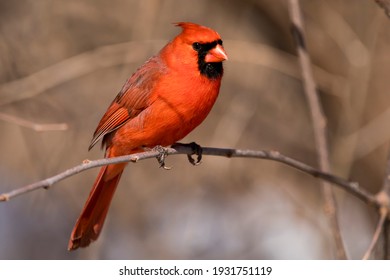 Closeup bird photo of a male northern cardinal perching on a twig. 