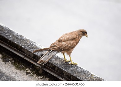 closeup of a bird of prey