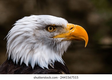 Close-up of bird of prey, eagle, hawk, buzzard, owl, screaming - Powered by Shutterstock