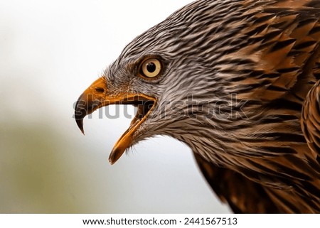 Close-up of bird of prey, eagle, hawk, buzzard, owl, screaming