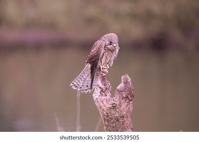 A close-up of a bird of prey perched on a tree stump with a blurred natural background. - Powered by Shutterstock