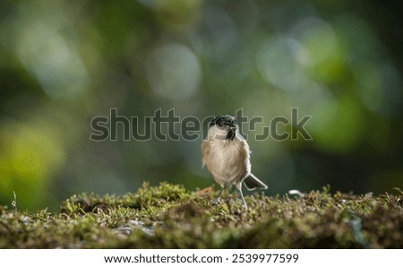 Similar – young great tit with sunflower seed