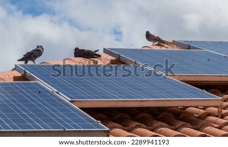 Close-up of birds sitting on solar panels on tiled roof of house, solar panels dirty with pigeon droppings.