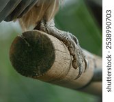 A close-up of a bird