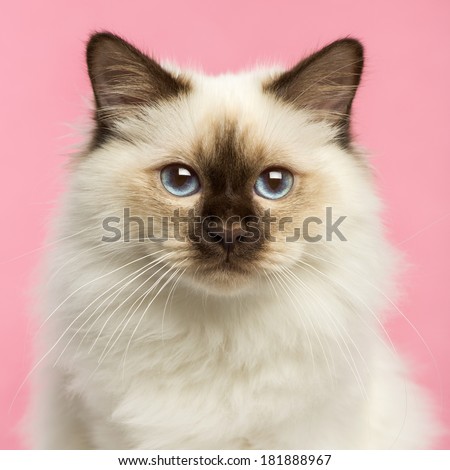 Close-up of a Birman kitten looking at the camera, 5 months old, on a pink background
