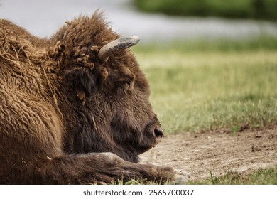 A closeup of a bison in a field during daylight