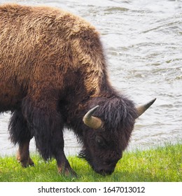 Bilder Stockfotos Und Vektorgrafiken Bison Shutterstock