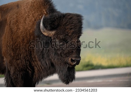 Close-up of a bison at Wind Cave National Park in South Dakota.