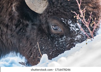 Close-up of a bison in winter.