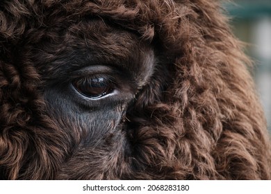 Close-up of bison's eye. Wild bison (Bison bonasus) in Prioksko-Terrasny nature reserve - Powered by Shutterstock