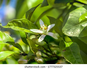Closeup Of Bitter, Seville, Sour , Bigarade Orange Or Marmalade Orange Flower On The Tree
