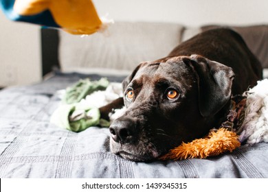 Closeup Of A Black Adult Labrador Retriever Dog Laying On A Bed With A Pile Of Plush Toys And Anxiously Looking Up At A Blurred Toy With Soft Focus Of Pillows And Wall In The Background