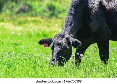 Close-up Of A Black Angus Cow Grazing On Lush New Spring Growth With Negative Space To The Left.