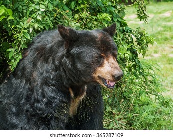 A Close-up Of A Black Bear Taken In A Safari Park In New Jersey.