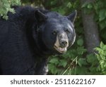 Closeup of a Black Bear (ursus americanus) with it