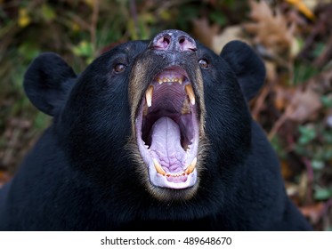 Closeup Of A Black Bear Yawning And Showing His Teeth In Canada