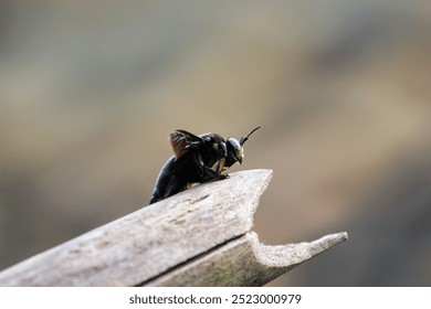 Close-up of a black bee with prominent mandibles and yellow markings on its face, perched on the edge of a wooden surface. - Powered by Shutterstock