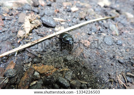 A close-up of a black beetle on the ground in the forest