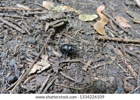 A close-up of a black beetle on the ground in the forest