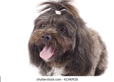 Closeup Black Bichon Puppy Stock Photo 41340928 | Shutterstock