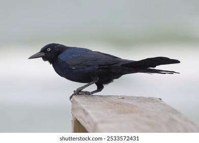 Close-up of a black bird perched on a wooden railing with a blurred background. - Powered by Shutterstock