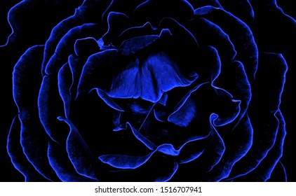 Closeup of a black and blue rose head abstract background
