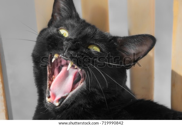 Closeup of black\
Bombay cat, mouth wide\
open.