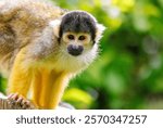 Closeup of a black capped squirrel monkey, Saimiri boliviensis. A New World monkey native to the upper Amazon basin in Bolivia, western Brazil and eastern Peru.