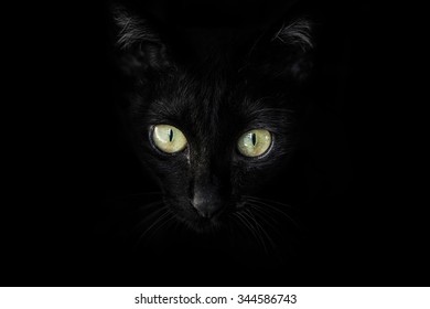 Close-up of a black cat