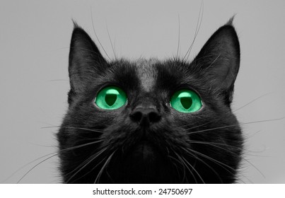 Close-up of black cat look up