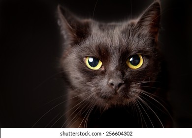 Close-up of a black cat, looking at camera, isolated on black - Powered by Shutterstock