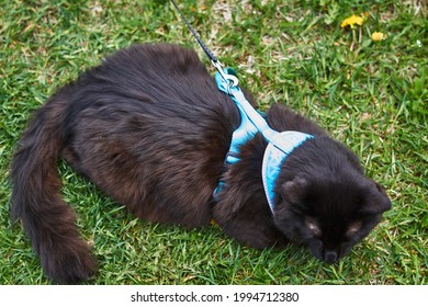 Close-up of a black cat sitting on the grass