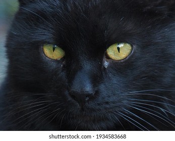 Close-up of a black cat with yellow eyes looking stright ahead with focused gaze with cool colors in the soft-focus in the background 