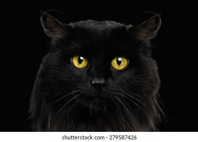Chat Noir Yeux Jaunes Images Photos Et Images Vectorielles De Stock Shutterstock Chat Noir Yeux Jaunes Images Photos Et Images Vectorielles De Stock Shutterstock
