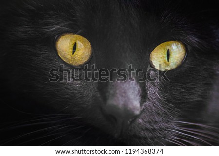 Closeup Black Cat Yellow Eyes Wallpaper Stock Photo Edit Now