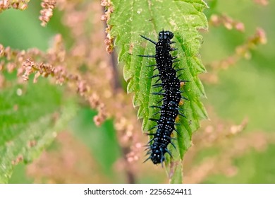 Closeup of the black  caterpillar of an European peacock butterfly on a nettle leaf, selective focus with bokeh background - Aglais io