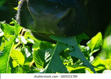 Close-up of a black chewing cow's face, masticate the grass. - Shutterstock ID 1859251789