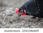 Close-up of a black chicken pecking at grains on the ground.