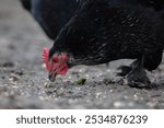 A close-up of a black chicken pecking at something on the ground.