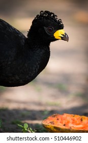 Close-up Of Black Curassow Eating Papaya Half