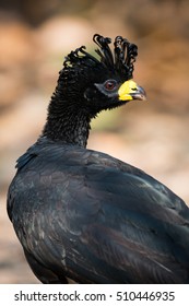 Close-up Of Black Curassow With Turned Head