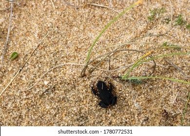 A Closeup Of A Black Darwin Frog Climbing And Sitting In The Sand Among Grass. 