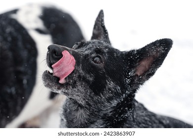 A close-up of a black dog with a playful and curious expression, licking its nose with snowflakes adorning its fur - Powered by Shutterstock