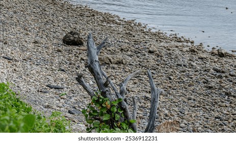 close-up  of black driftwood and greenery on a rocky beach, with calm waters in the background. - Powered by Shutterstock