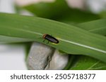 Close-up of a black Eastern firefly, Photinus pyralis, Lampyridae with a bulb crawling on a green leaf on a white background. The concept of nature, light insects