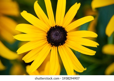 Closeup Of Black Eyed Susan Flower In The Bright Summer Sun Of A Connecticut Garden.