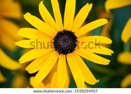 Closeup of black eyed susan flower in the bright summer sun of a Connecticut garden.