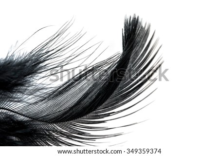 Close-up of Black feather isolated on white background