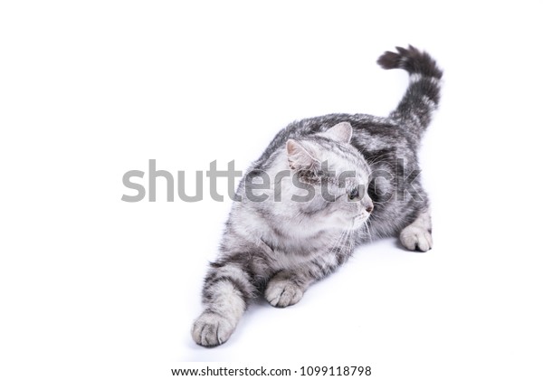 Closeup Black Gray Striped American Shorthair Stock Photo Edit